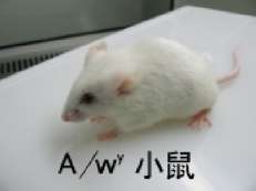 A/Wy小鼠